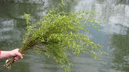 Ce nu ştiai despre Duminica Floriilor