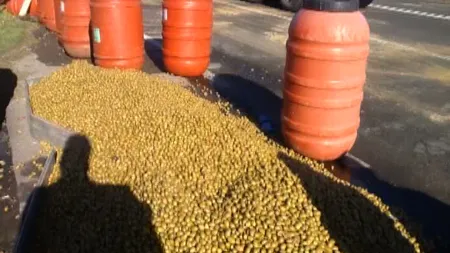 Sute de kilograme de măsline s-au împrăştiat pe şosea după ce au căzut dintr-un tir