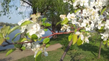 PROGNOZA METEO de weekend. În ziua de Florii, temperaturile vor atinge 20 de grade