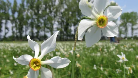 PROGNOZA METEO PE DOUĂ SĂPTĂMÂNI: Cum va fi vremea în weekendul de 1 mai