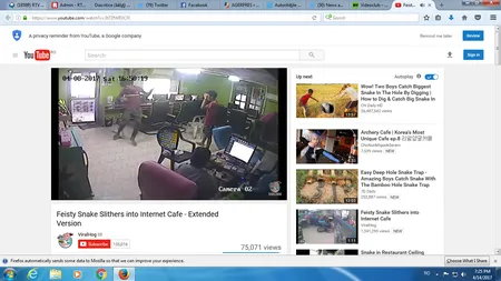 Teroare într-un internet cafe. Un şarpe a intrat înăuntru şi a stârnit panică VIDEO