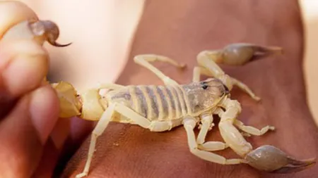 Panică într-un avion al United Airlines. Un pasager a fost înţepat de un scorpion
