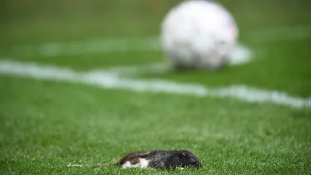 Scene şocante în prima ligă daneză. Suporterii au aruncat în teren cu şobolani morţi VIDEO