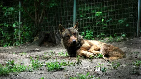 Lup crescut în captivitate, găsit pe aleile Parcului 