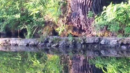 Invazie de şobolani în parc. Oamenii sunt disperaţi VIDEO