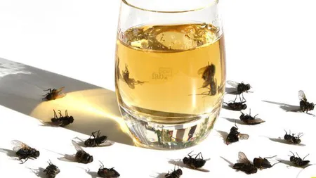 A venit căldura şi au apărut muştele. Iată soluţia naturală care te scapă de insuportabilele insecte pentru totdeauna!