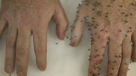 Preparatul natural care te scapă de tânţari. Iată de ce ai nevoie