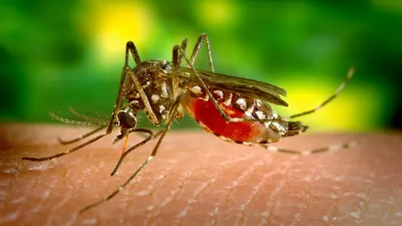 Vitamina care va ţine ţânţarii departe toată vara