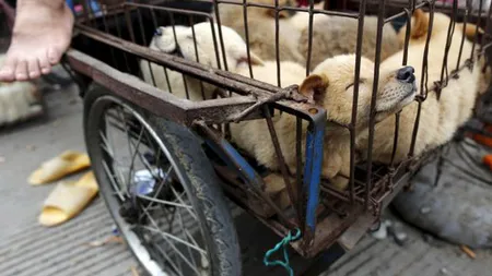 Carnea de câine, interzisă în premieră la Festivalul de la Yulin. Anual, în China, sunt ucişi pentru consum 10 milioane de câini