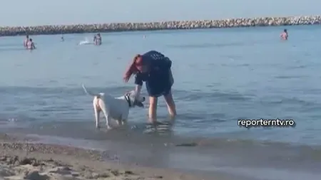 Imagini uluitoare pe plajă, la Constanţa. Câine de luptă plimbat pe plajă, printre turişti VIDEO