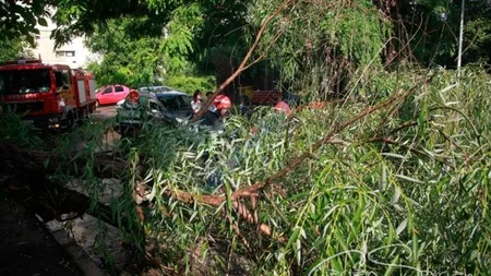 Un copac uriaş s-a prăbuşit peste clădirea în care funcţionează un centru şcolar din Râmnicu Sărat FOTO