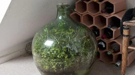Planta asta creşte de 57 de ani într-o sticlă sigilată. Ultima dată a fost udată acum 45 de ani. 