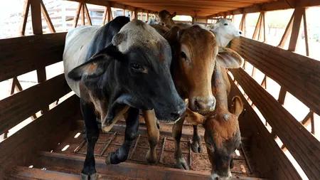 Israelul a sistat importul de vite şi oi din România. S-au constatat deficienţe de ordin veterinar