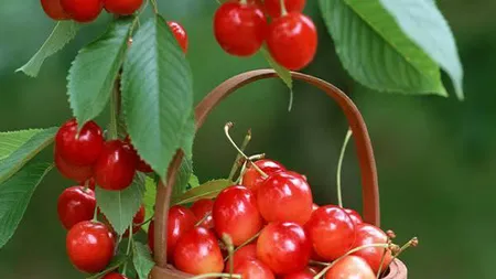 Moşii cireşelor sunt darnici. Vezi de ce e bine să-i respecţi cum se cuvine