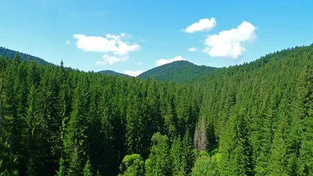 Romsilva: Tăierile ilegale de lemn au scăzut în primul semestru al anului, însă au crescut agresiunile asupra paznicilor pădurilor
