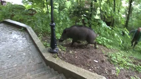 Vânătoare de mistreţi în staţiunea Sinaia, turişti panicaţi. Animalele sălbatice, văzute pe străzile din jurul parcului central