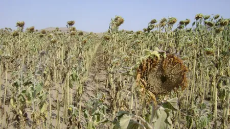 Meteorologii anunţă secetă în iulie şi august. Temperaturi caniculare şi în septembrie