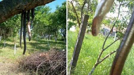 Şerpii au invadat Satu Mare! Vezi ce recomandă specialiştii! VIDEO