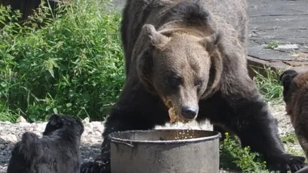 Ursoaica şi cei doi pui care au intrat în curţile unor localnici din Cheia, prinşi şi duşi la Grădina Zoologică VIDEO