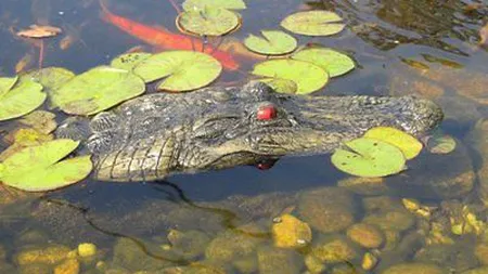 Bărbat atacat de crocodil în piscina unui hotel din Mexic
