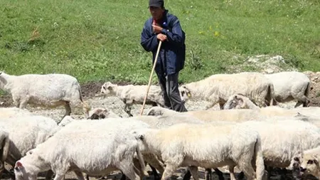 Crescătorii de ovine vor primi un sprijin financiar de 1 leu pe kilogram pentru lâna comercializată