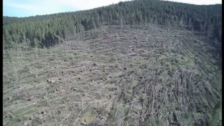 O pădure întreagă a fost pusă la pământ de vijelie VIDEO