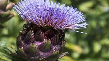 Vrei să slăbeşti? Plantele care te ajută garantat