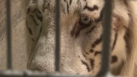 Animalele care au supravieţuit după incendiul de la Circul Globus au o nouă casă VIDEO