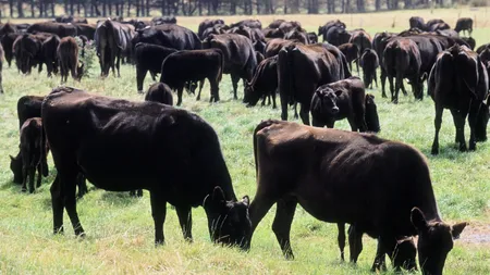 O fermă din Australia îşi hrăneşte vitele cu ciocolată ca să aibă carnea mai gustoasă.