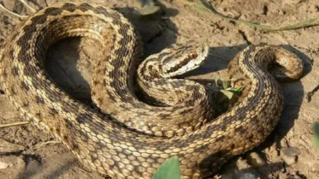 Viperele au luat-o razna din cauza caniculei. Cum să te fereşti şi ce să faci în caz că ai fost muşcat