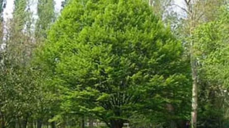 Horoscop arboricol: Tu ce copac eşti?