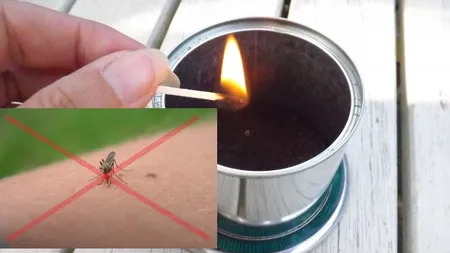 Cel mai mare coşmar al verii a luat sfârşit! Cum să scapi de ţânţari şi muşte cu ajutorul cafelei