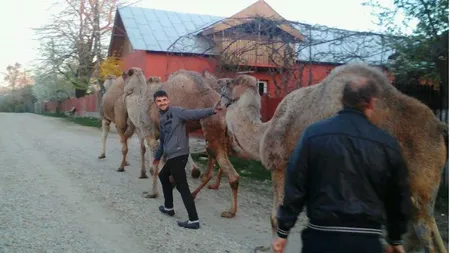 Cămile dromader scoase la păscut pe izlazul comunal din Dâmboviţa