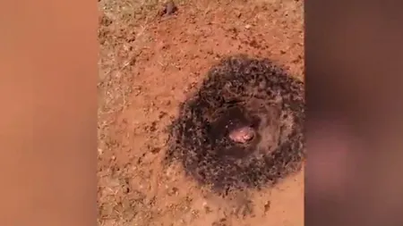 Ce a descoperit un bărbat în grădina sa. A rămas fără cuvinte
