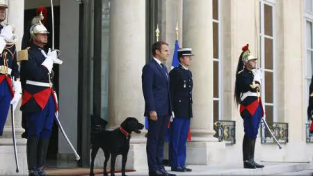 Emmanuel Macron şi-a luat câine. Preşedintele Franţei va fi păzit la Elysee de un metis de labrador şi grifon