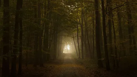 Incredibil ce a descoperit un bărbat într-o pădure: 
