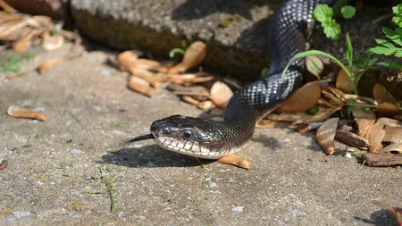 Scene de groază la Suceava. Un copil de 4 ani a fost muşcat de faţă de un şarpe