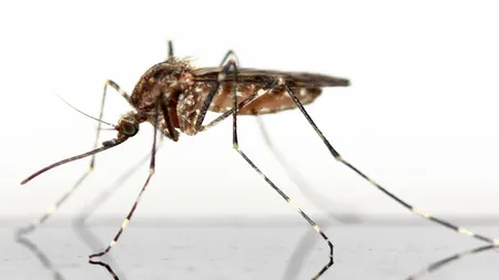Remedii naturale împotriva pişcăturilor de ţânţari