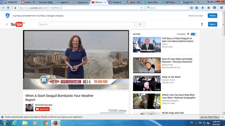 Un pescăruş a perturbat rubrica meteo la un post tv. Imagini hazlii, surprinse în direct VIDEO