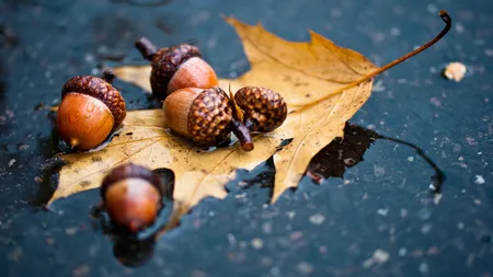 CALENDAR ORTODOX SEPTEMBRIE: Superstiţii şi obiceiuri în luna lui Răpciune. Ce se întâmplă dacă înfloresc scaieţii sau cade ghinda