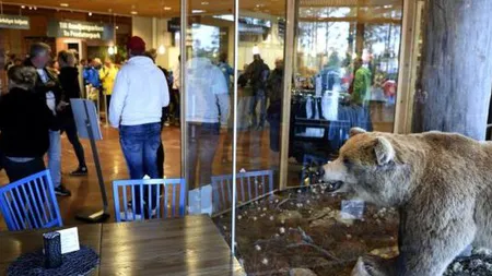 Tânăr de 19 ani, omorât de ursul pe care îl îngrijea, într-o rezervaţie din Suedia. Tragedia s-a petrecut sub ochii vizitatorilor