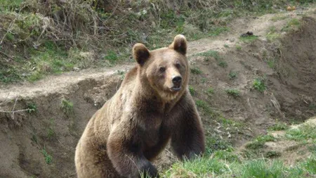 Ministrul Mediului Graţiela Gavrilescu a anunţat că va emite un ordin care dă posibilitatea uciderii a peste 140 de urşi