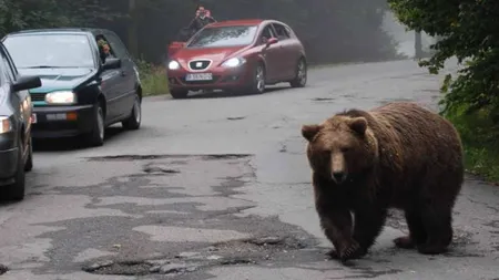 Cioban atacat de urs la o stână din apropiere de Comarnic