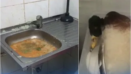 Amenzi de peste 700.000 de lei, aplicate pe litoral în această vară de inspectorii sanitar-veterinari