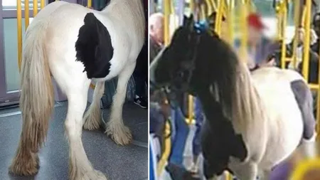 De necrezut, s-a întâmplat într-un oraş din UE. Un bărbat a intrat cu calul în vagonul de tramvai VIDEO