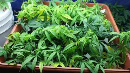 Poliţiştii au confiscat două tone de cannabis într-un sat din Mehedinţi. Plantaţia se întindea pe un teren de 4.000 de metri pătraţi