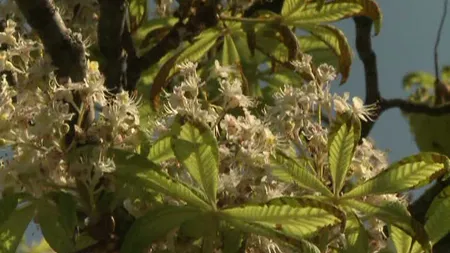 Copaci înfloriţi la început de toamnă. Priveliştile primăvăratice la strânsul recoltei VIDEO