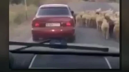 Cum se fură o oaie, într-o fracţiune de secundă. Imagini uluitoare VIDEO