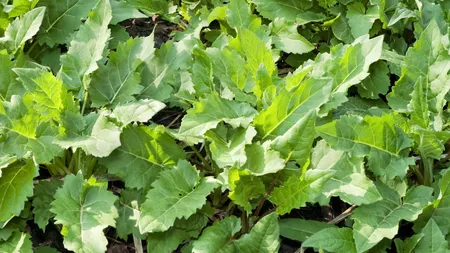 Planta care tratează spondilita cervicală