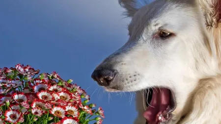 Plante de interior nocive pentru copii şi animale